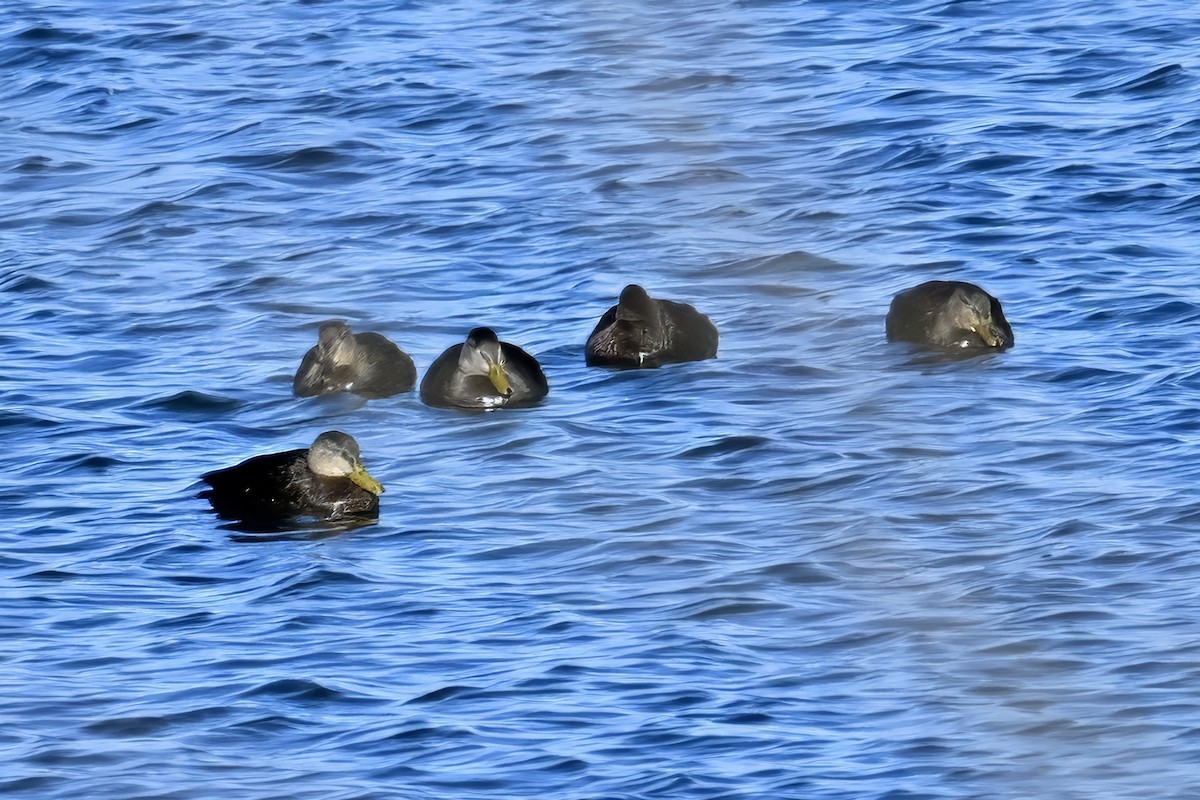 Ahate iluna - ML646209140