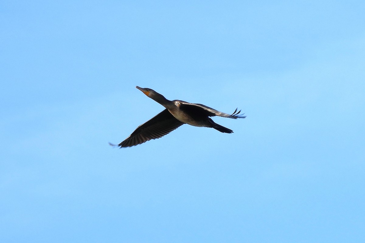 鸕鷀 - ML646209145