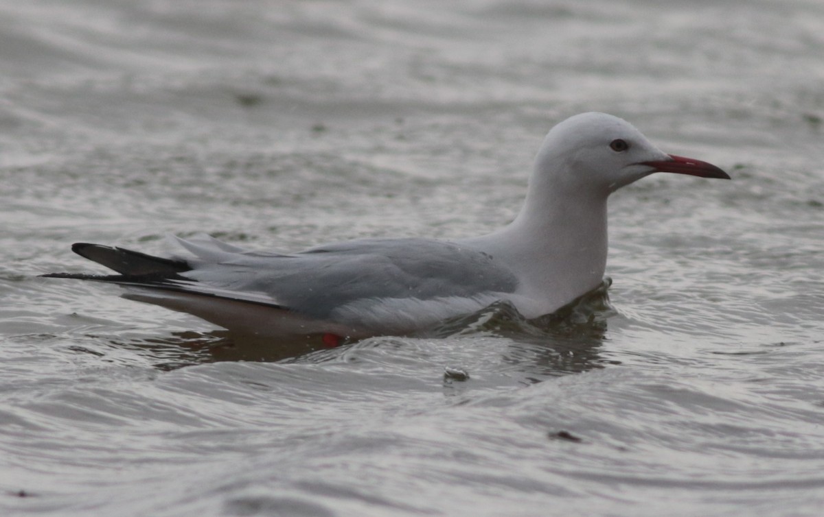 Slender-billed Gull - ML646209150