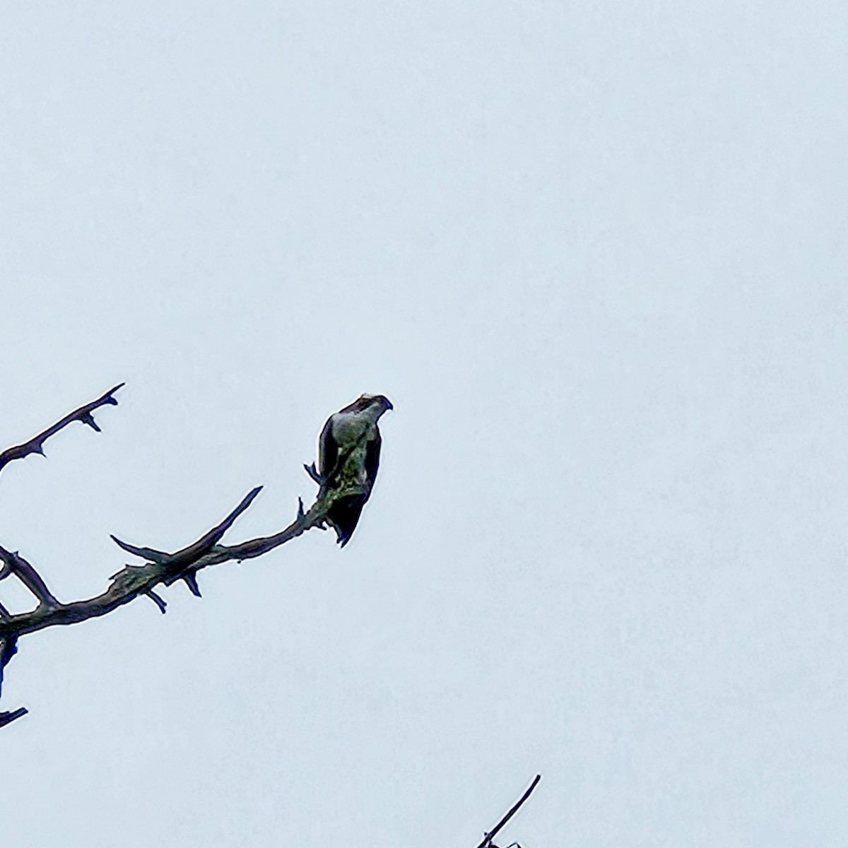 Osprey - ML646209153