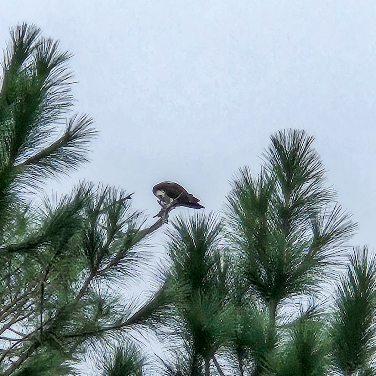 Osprey - ML646209154