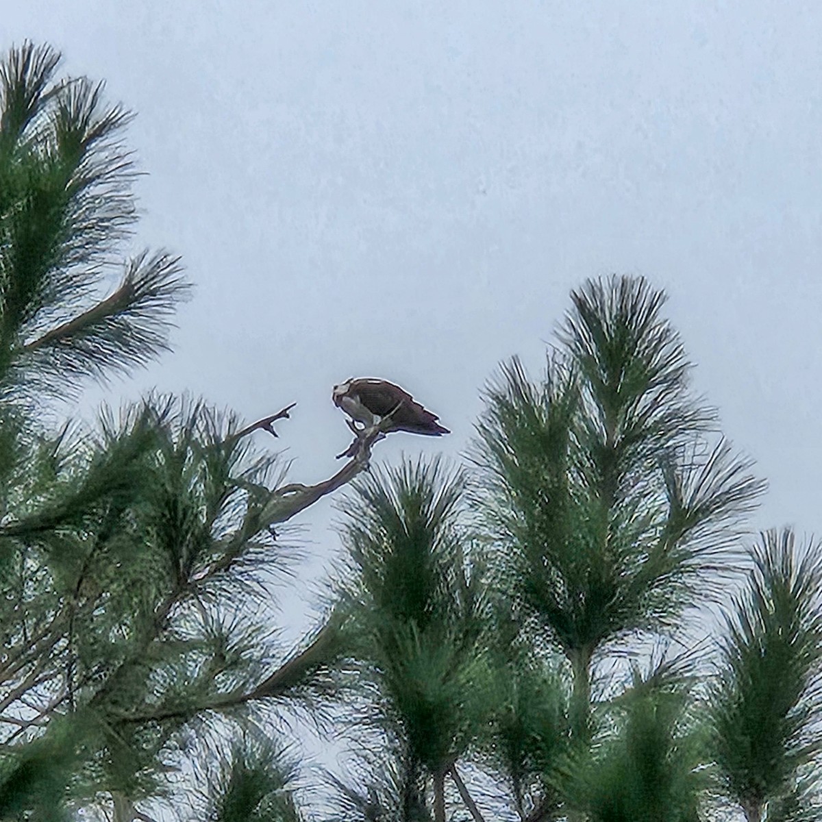 Osprey - ML646209155