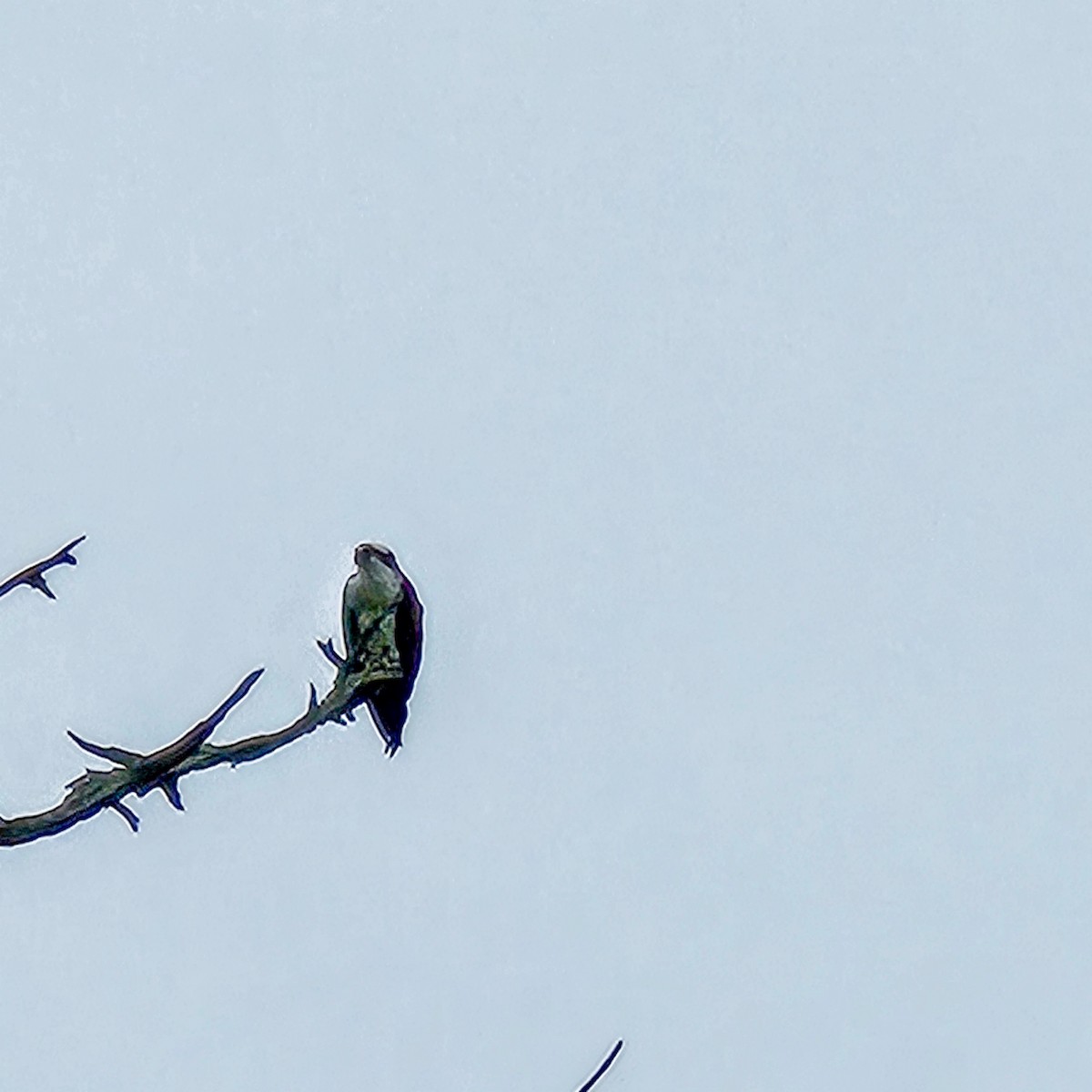 Osprey - ML646209156