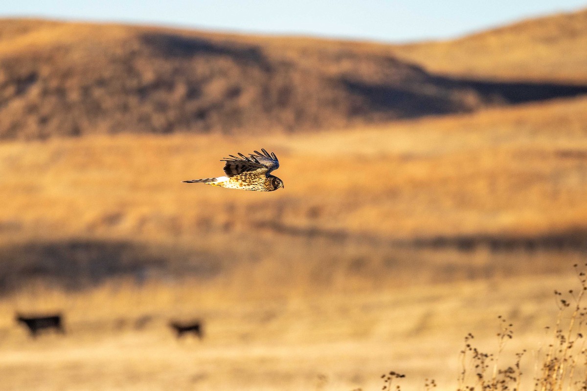 Northern Harrier - ML646209158