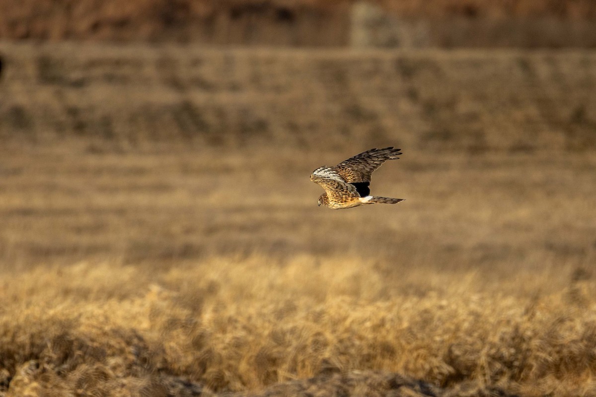 Northern Harrier - ML646209159
