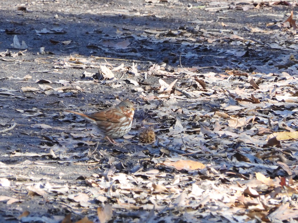 Fox Sparrow - ML646209163