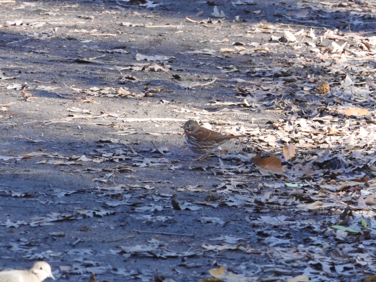 Fox Sparrow - ML646209164