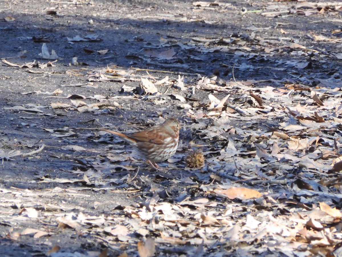 Fox Sparrow - ML646209165