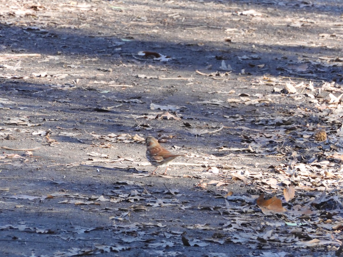 Fox Sparrow - ML646209167