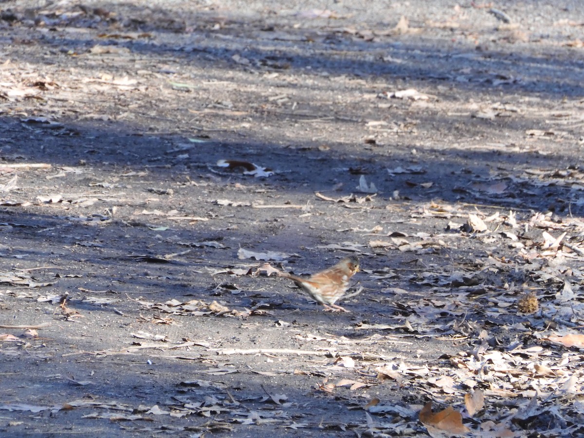 Fox Sparrow - ML646209168