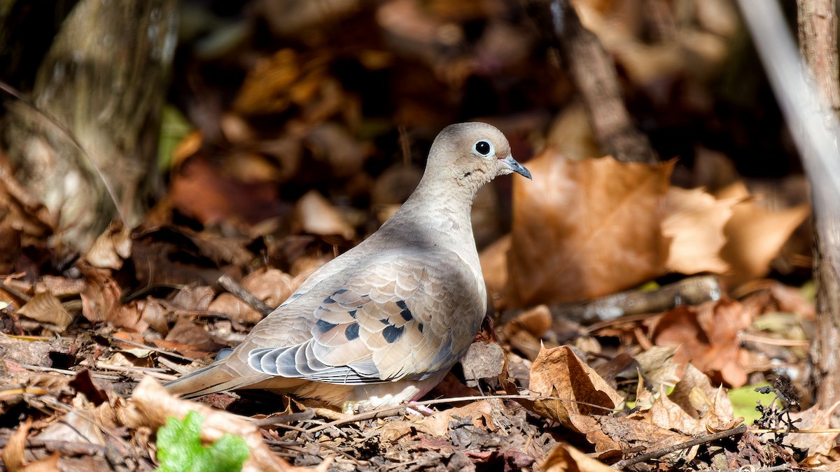 Mourning Dove - ML646209169