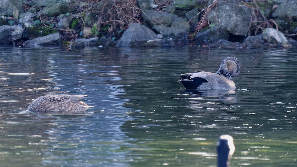 kopřivka obecná - ML646209173