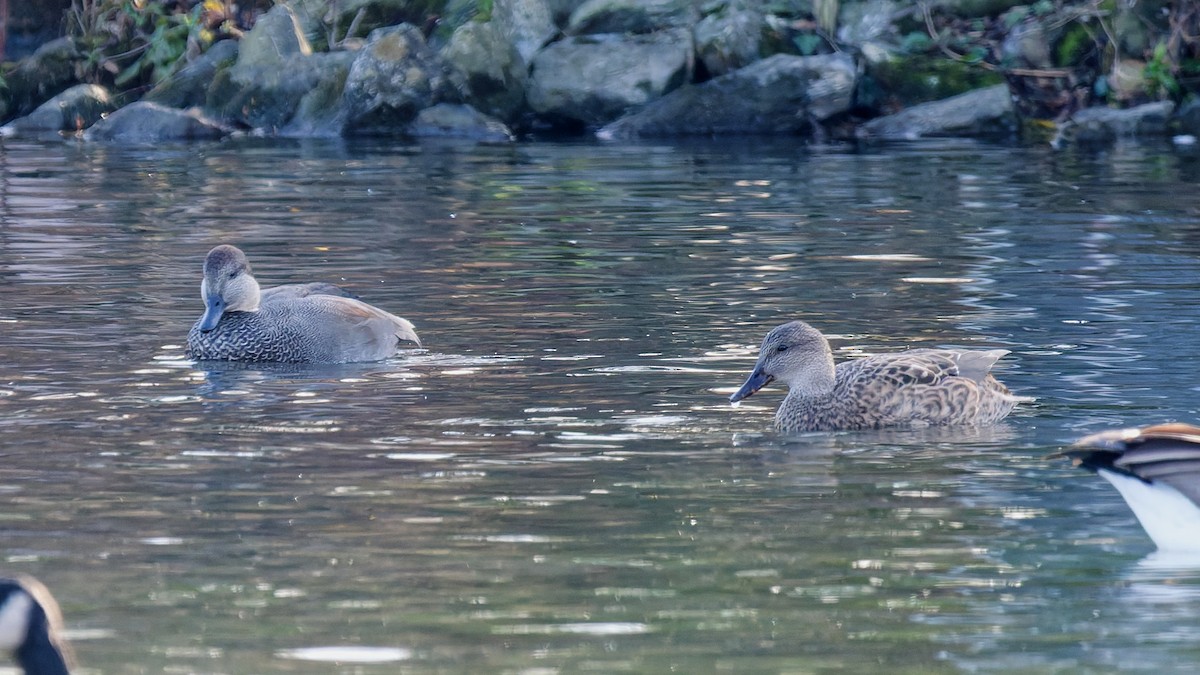 Gadwall - ML646209174