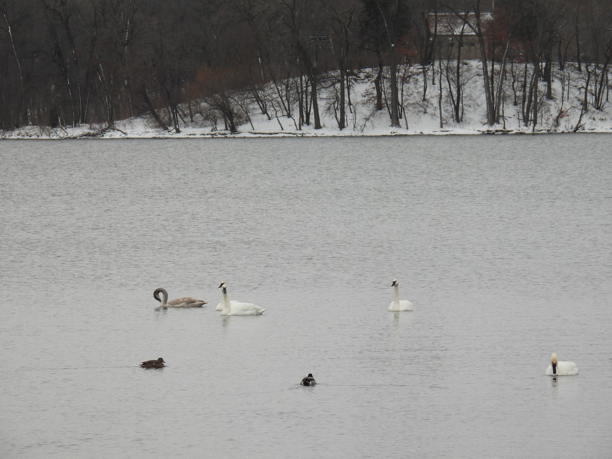 Trumpeter Swan - ML646209175
