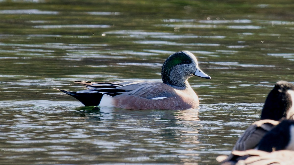 American Wigeon - ML646209177