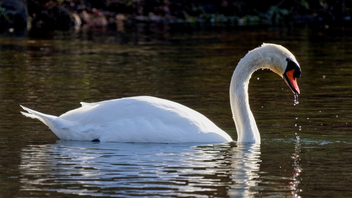 Mute Swan - ML646209178