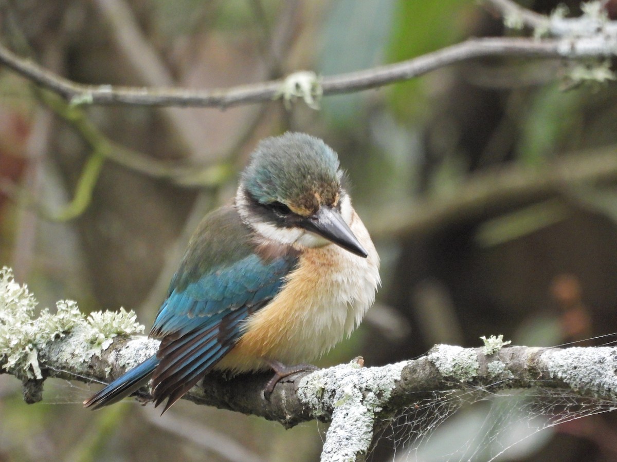Sacred Kingfisher (Australasian) - ML646209181