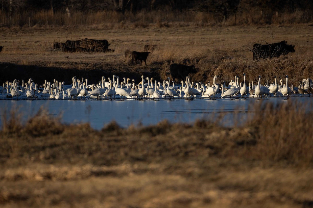 Trumpeter Swan - ML646209183