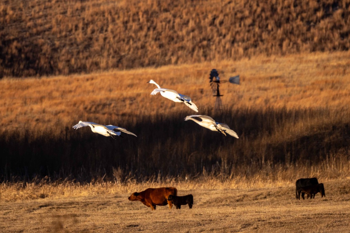 Trumpeter Swan - ML646209184