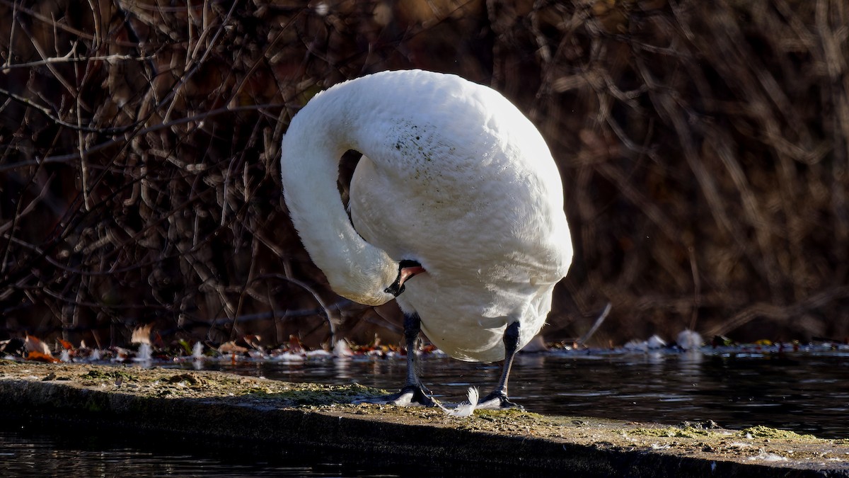 Mute Swan - ML646209185
