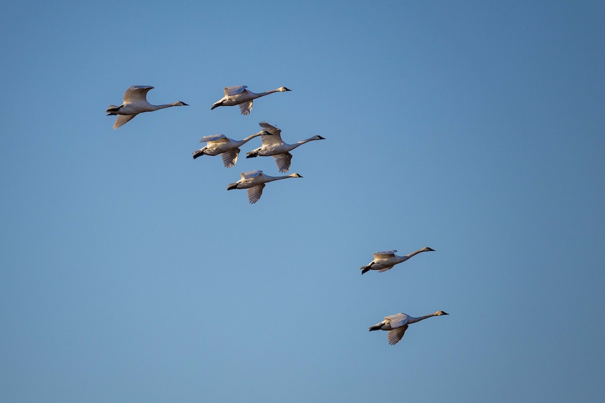 Trumpeter Swan - ML646209186