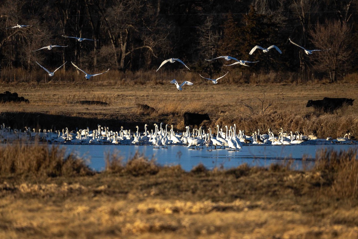 Trumpeter Swan - ML646209187