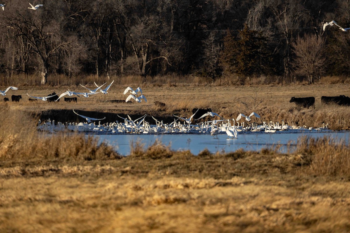 Trumpeter Swan - ML646209188