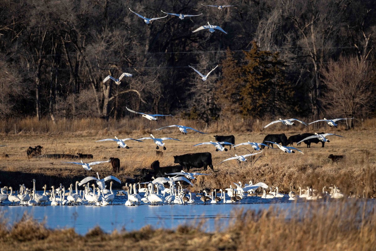 Trumpeter Swan - ML646209189