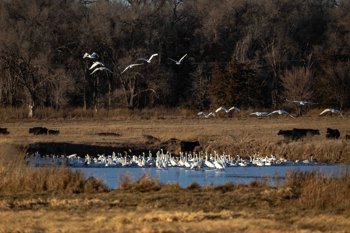 Trumpeter Swan - ML646209190