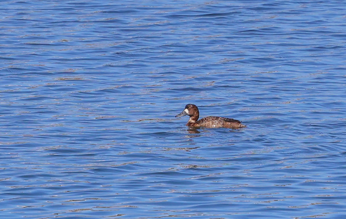 Greater/Lesser Scaup - ML646209191