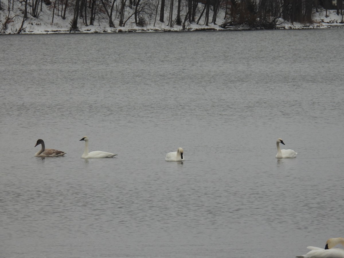 Trumpeter Swan - ML646209192