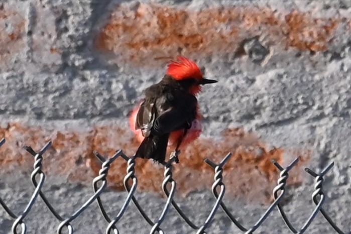 Vermilion Flycatcher - ML646209193