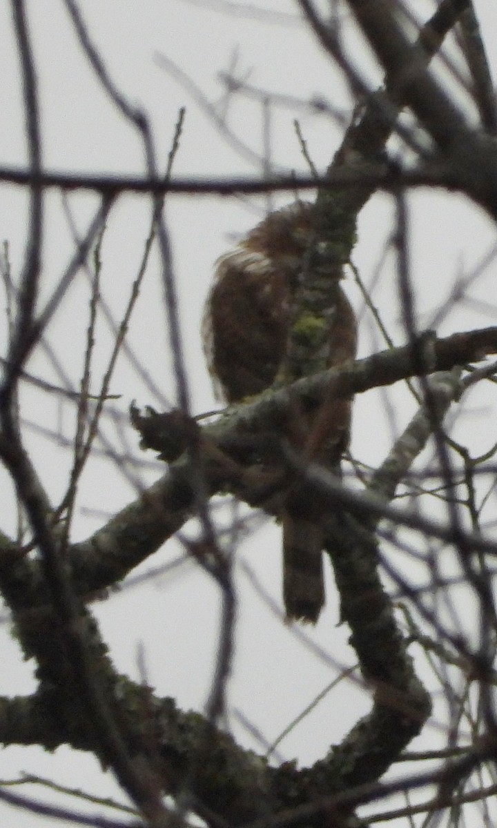 Sharp-shinned Hawk - ML646209195