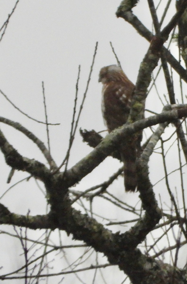 Sharp-shinned Hawk - ML646209196