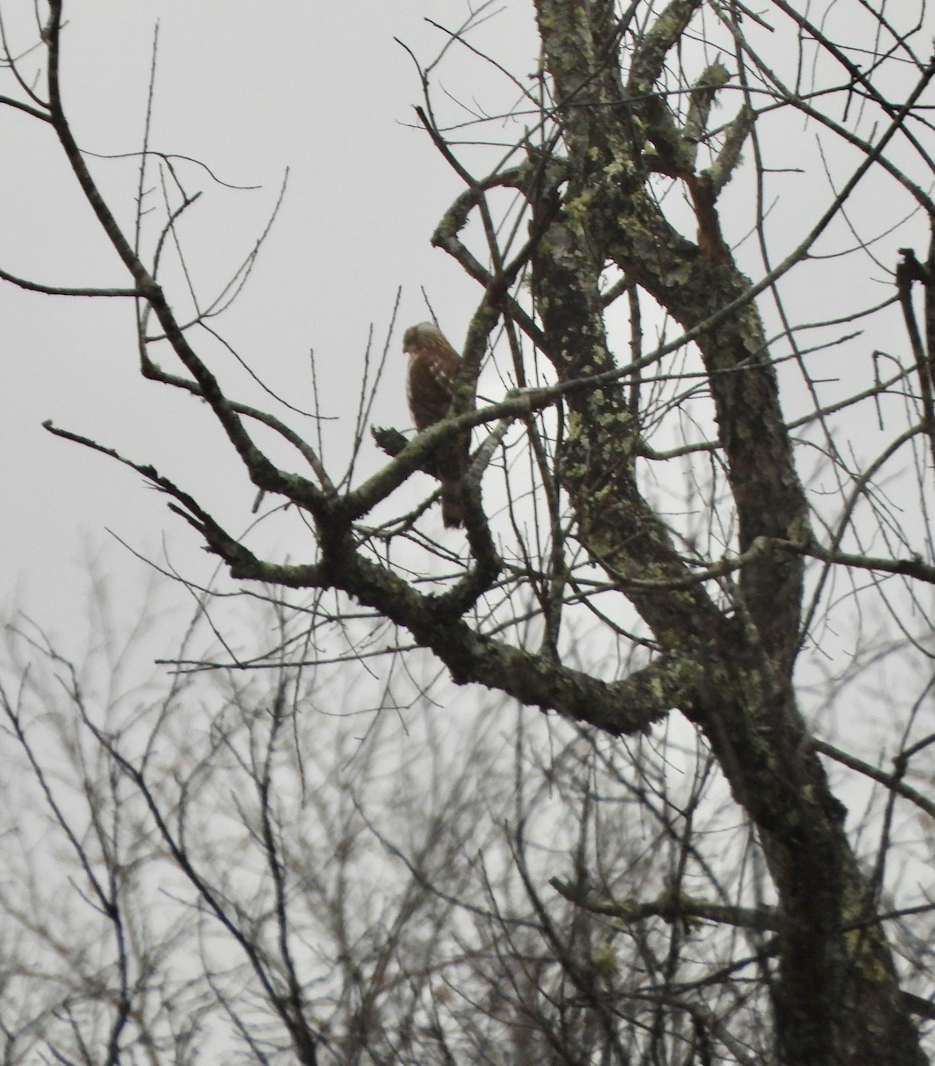 Sharp-shinned Hawk - ML646209197