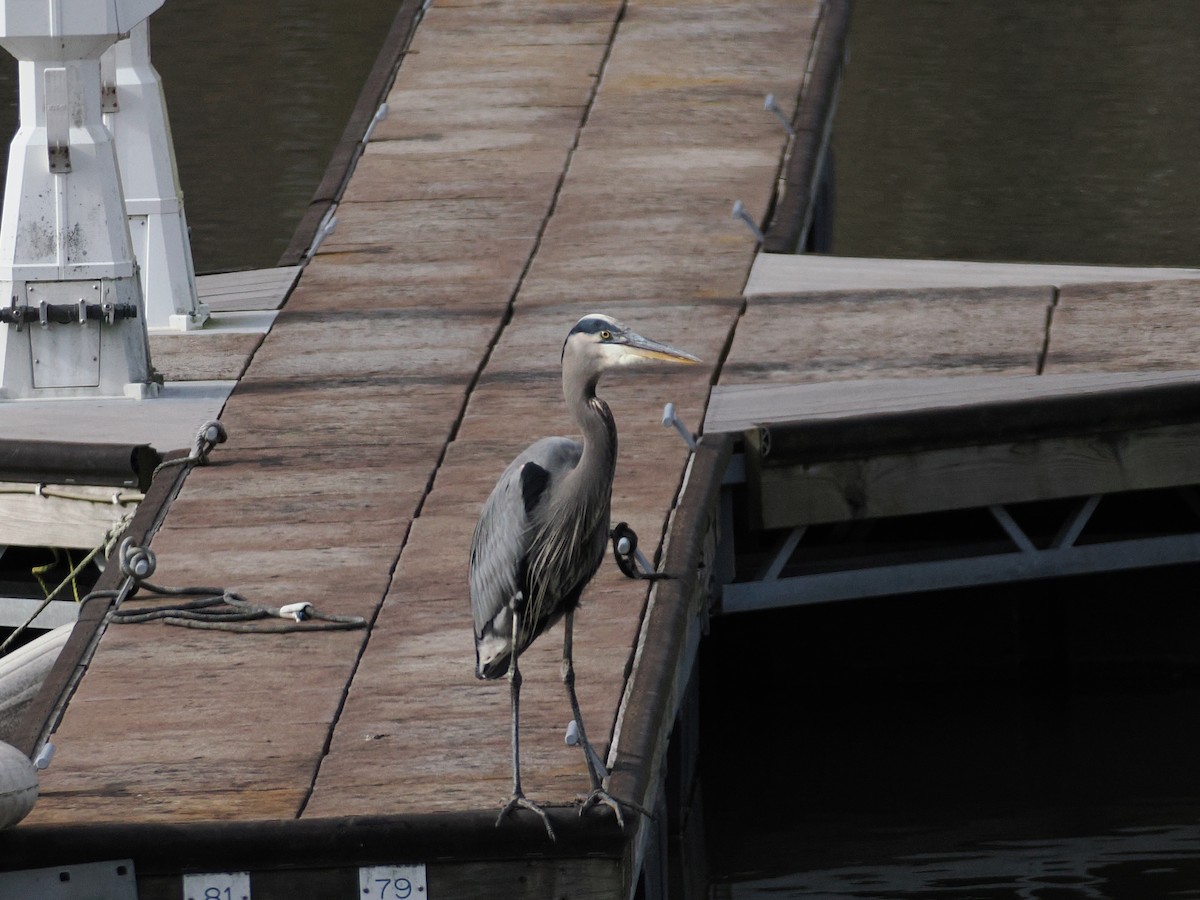 Great Blue Heron (Great Blue) - ML646209200