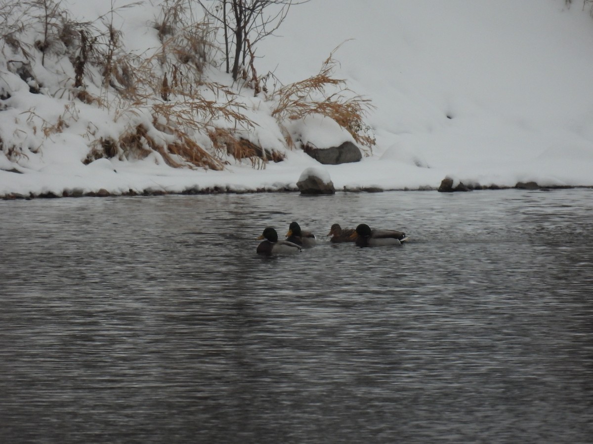 Mallard - ML646209202