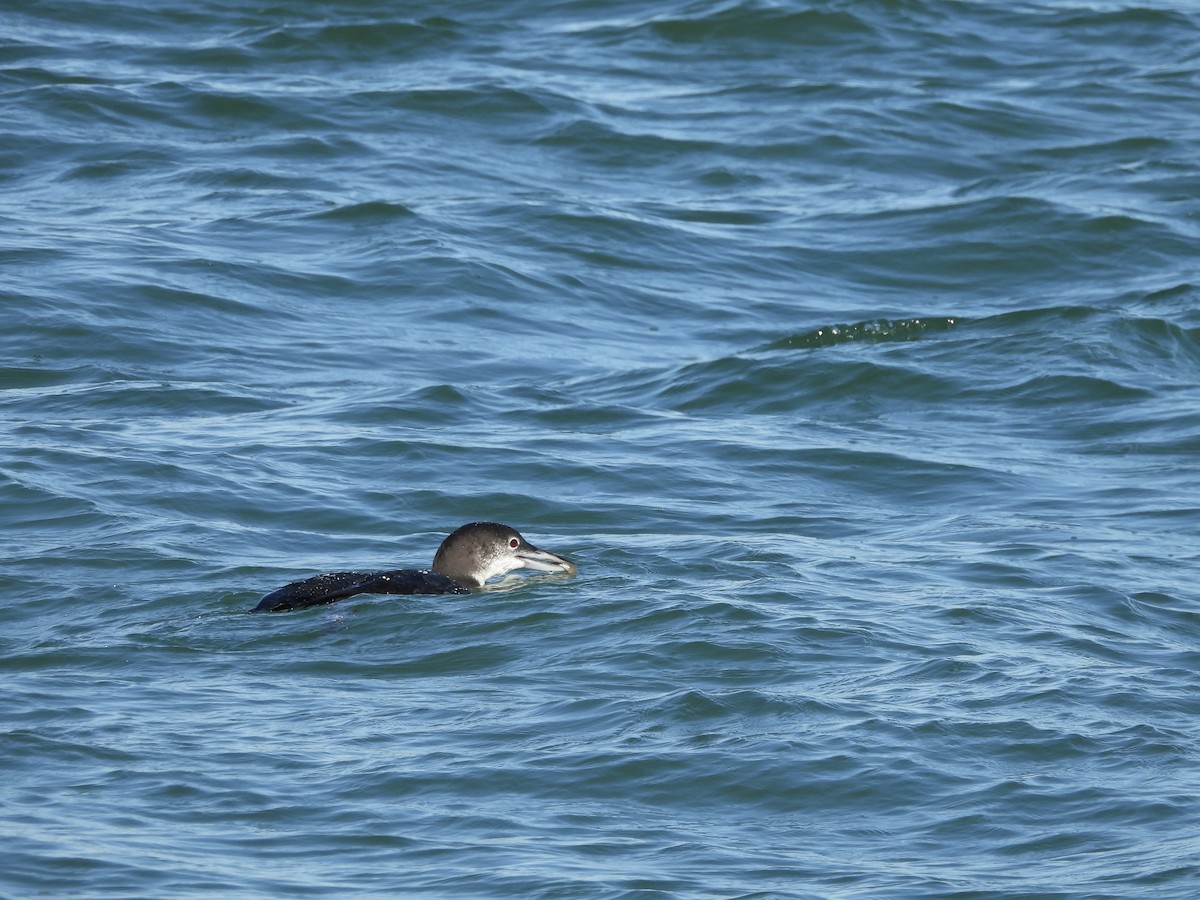 Common Loon - ML646209203