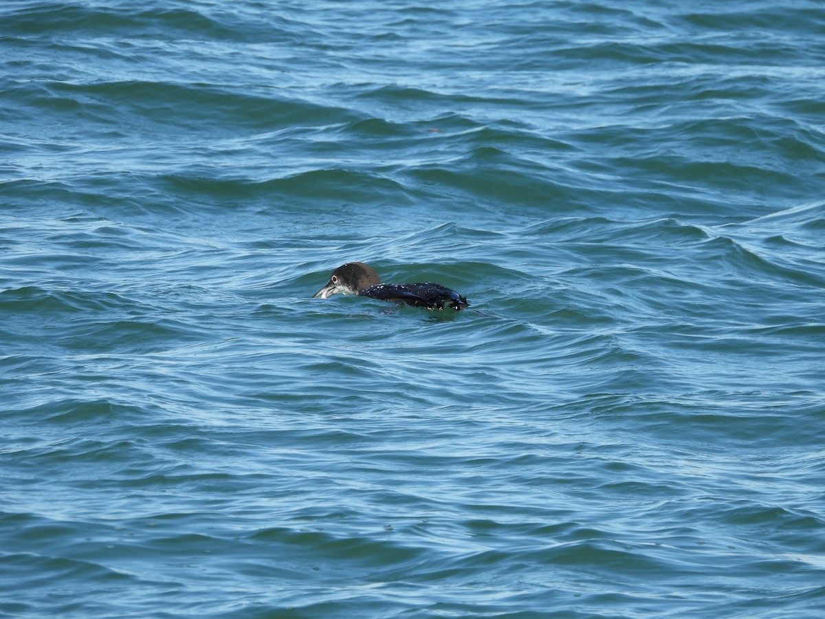 Common Loon - ML646209204