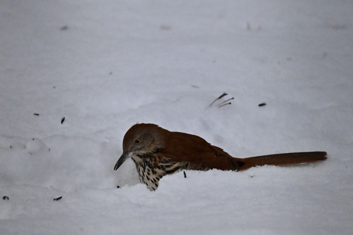 Brown Thrasher - ML646209205