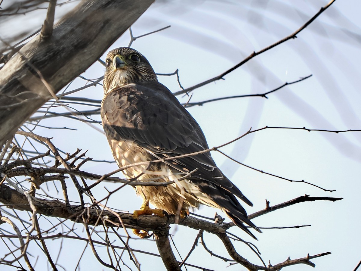 Merlin (Taiga) - ML646209206