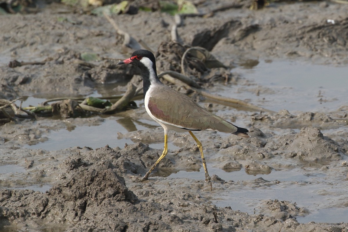 Red-wattled Lapwing - ML646209207