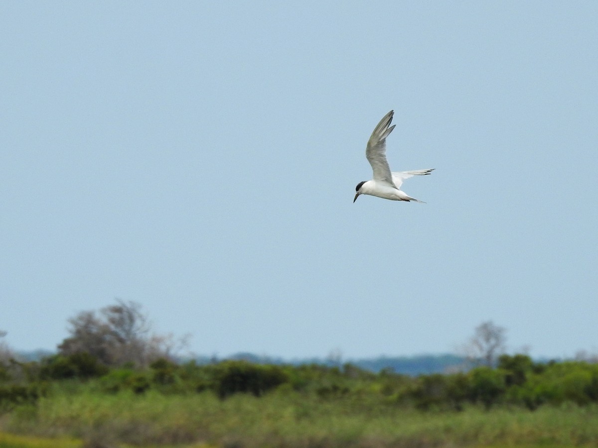 Forster's Tern - ML646209208