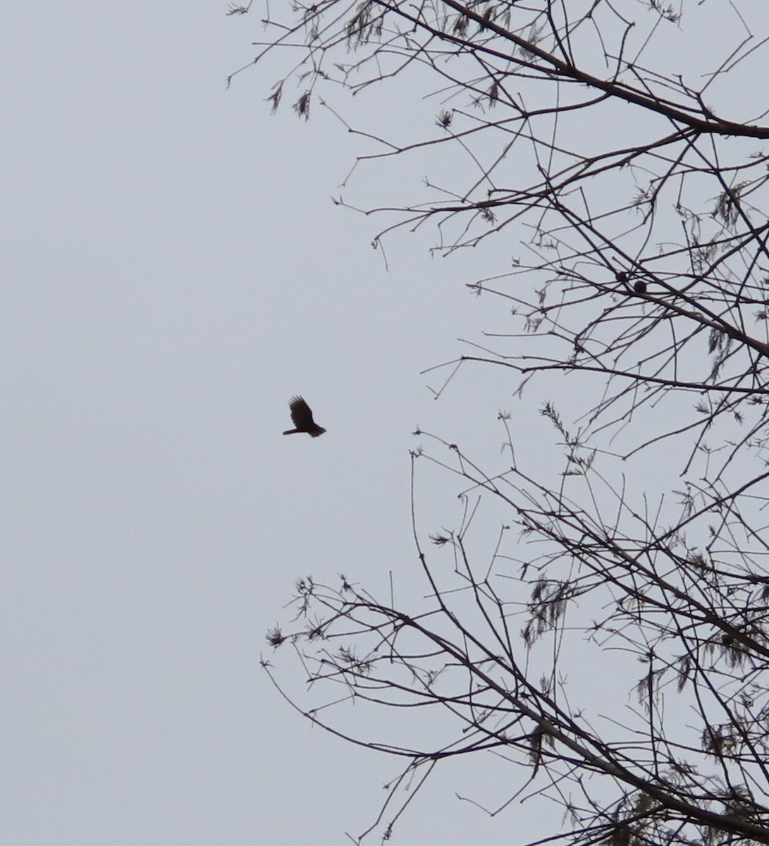 Turkey Vulture - ML646209211