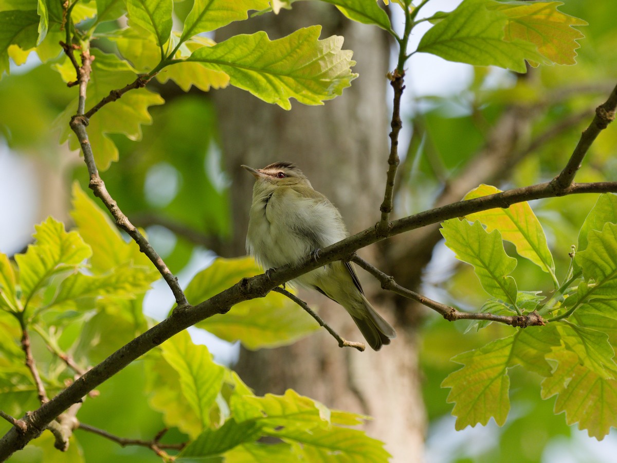 Red-eyed Vireo - ML646209212