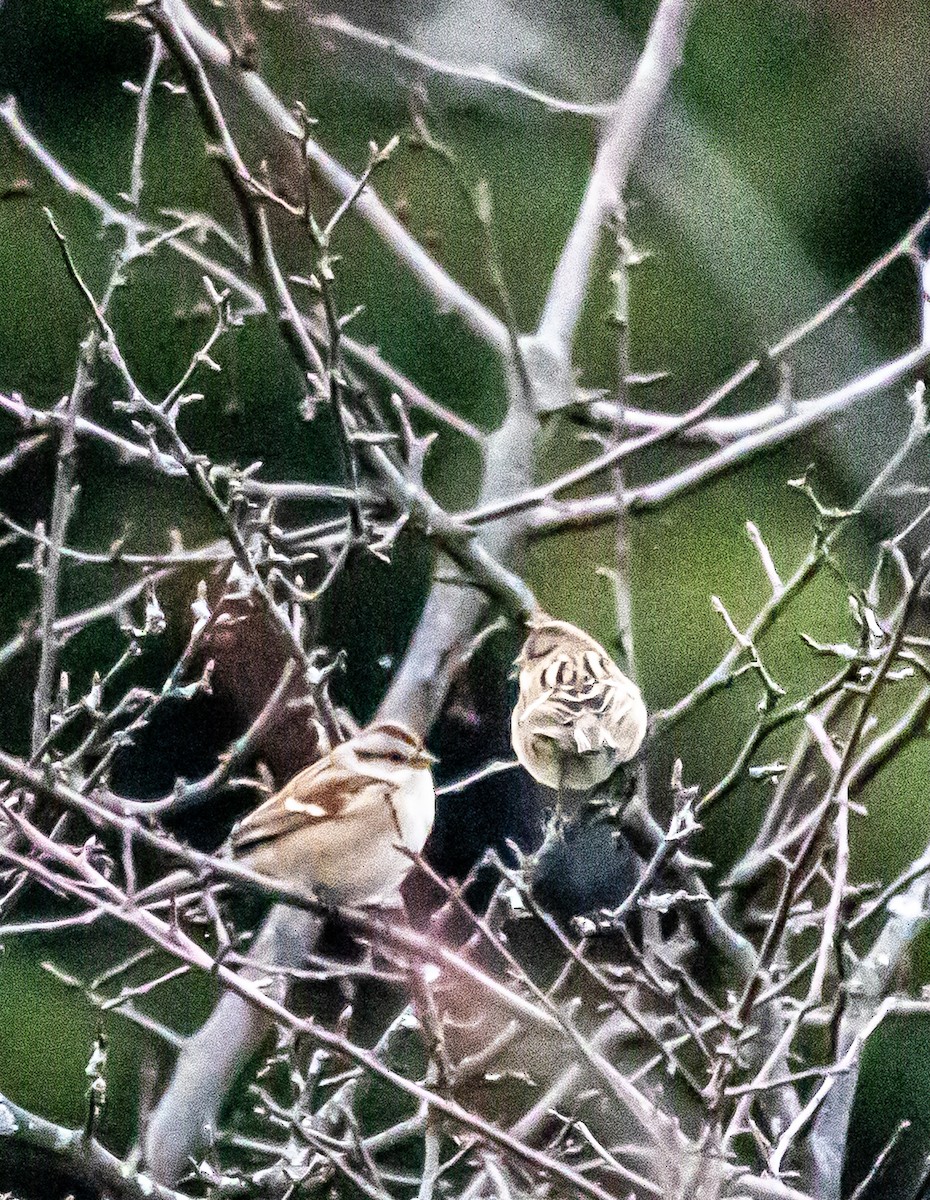 American Tree Sparrow - ML646209213