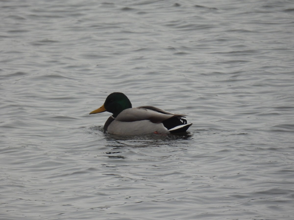 Mallard - ML646209214