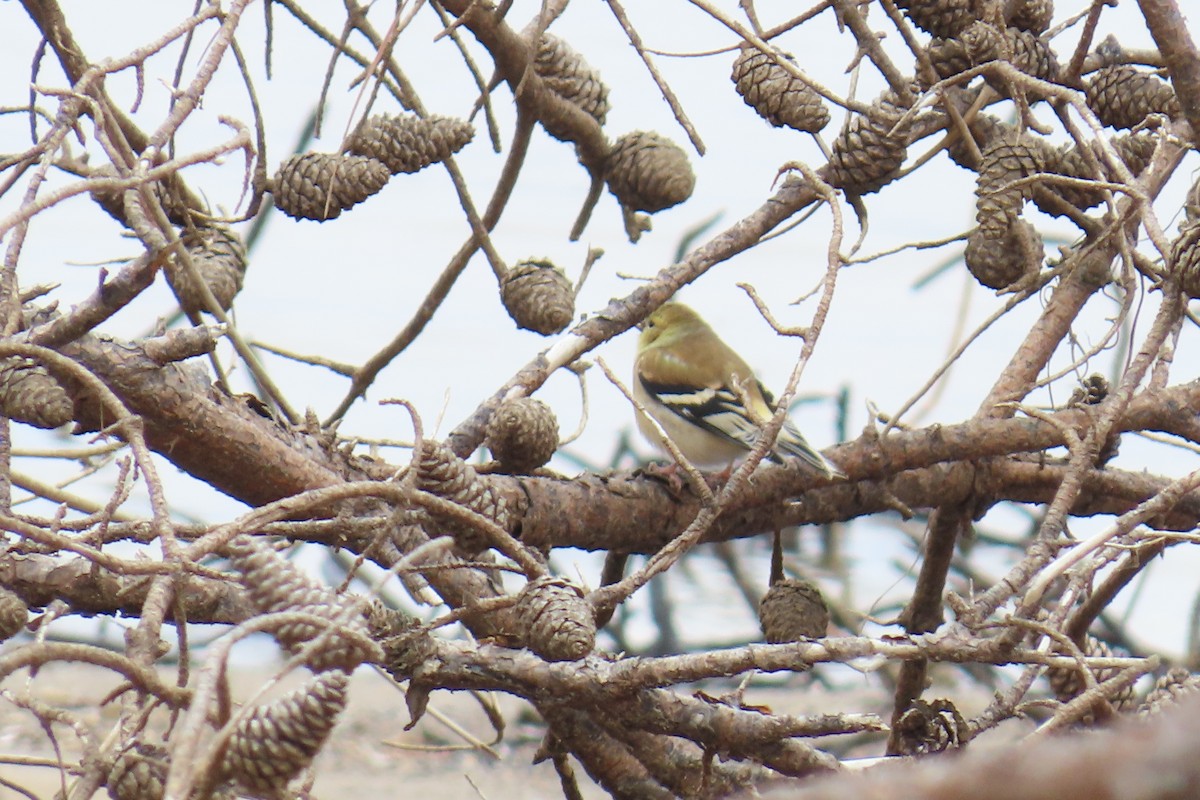 American Goldfinch - ML646209215