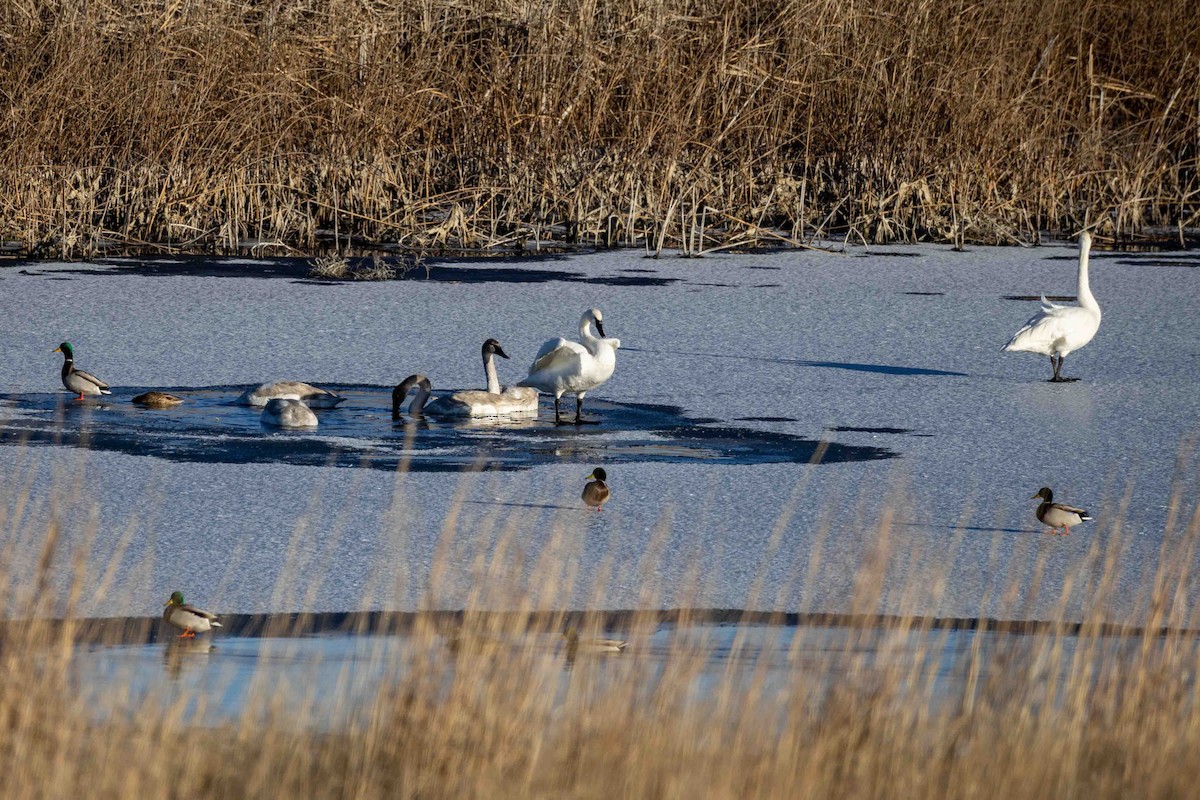 Trumpeter Swan - ML646209220