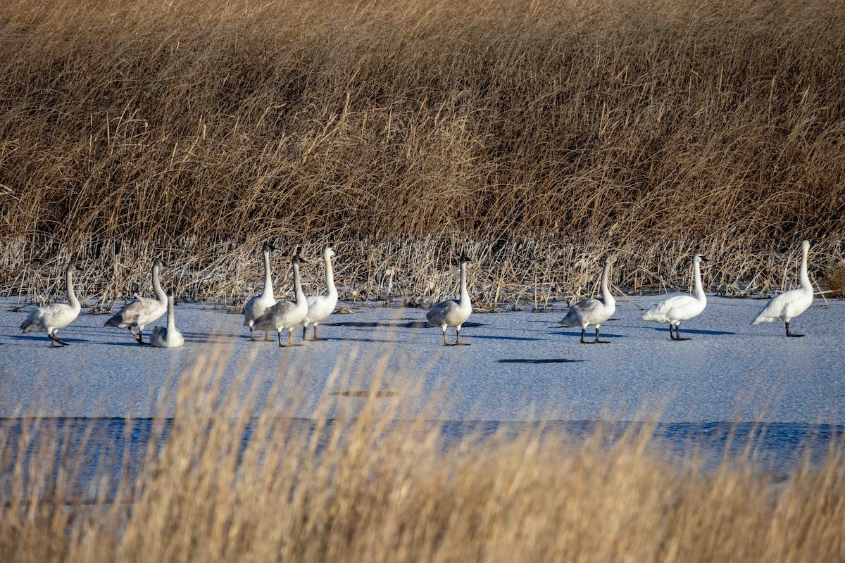 Trumpeter Swan - ML646209221